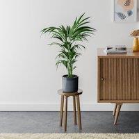 Kentia Palm House Plant in Capri Pot