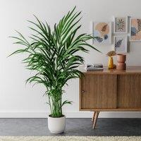 Kentia Palm House Plant in Elho Pot