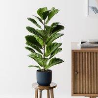 Fiddle Leaf Fig House Plant in Elho Pot