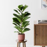 Fiddle Leaf Fig House Plant in Elho Pot