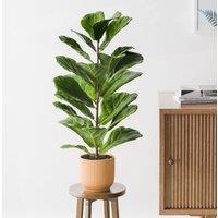 Fiddle Leaf Fig House Plant in Elho Pot