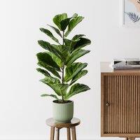 Fiddle Leaf Fig House Plant in Elho Pot