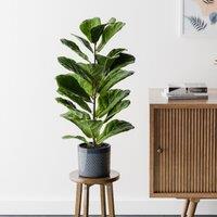 Fiddle Leaf Fig House Plant in Capri Pot