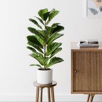 Fiddle Leaf Fig House Plant in Capri Pot