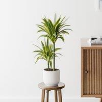 Dracaena Lemon & Lime House Plant in Elho Pot