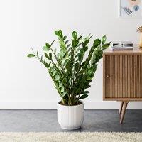 ZZ House Plant in Elho Pot