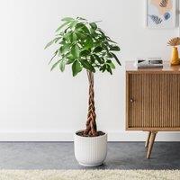Money Tree House Plant in Elho Pot