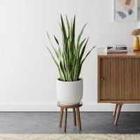 Snake House Plant in Elho Pot