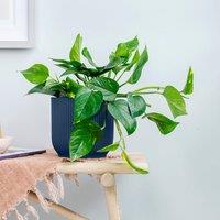 Trailing Devil's Ivy House Plant in Elho Vibes Pot