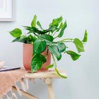 Trailing Devil's Ivy House Plant in Elho Vibes Pot