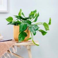 Trailing Devil's Ivy House Plant in Elho Vibes Pot