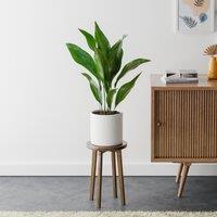 Cast Iron House Plant in Capri Pot