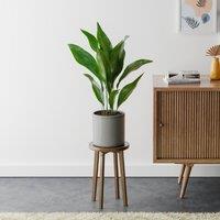 Cast Iron House Plant in Capri Pot