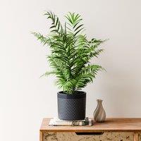 Parlour Palm House Plant in Capri Pot