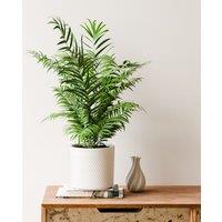 Parlour Palm House Plant in Capri Pot