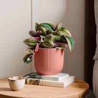 Tradescantia Nanouk House Plant in Elho Vibes Pot