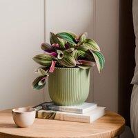 Tradescantia Nanouk House Plant in Elho Vibes Pot
