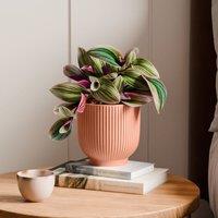 Tradescantia Nanouk House Plant in Ribbed Ceramic Pot