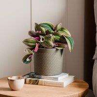 Tradescantia Nanouk House Plant in Capri Pot