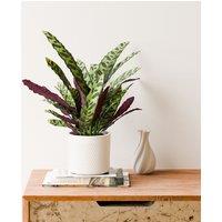 Calathea Lancifolia House Plant in Capri Pot