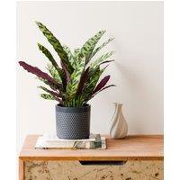 Calathea Lancifolia House Plant in Capri Pot