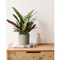 Calathea Lancifolia House Plant in Capri Pot