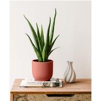 Aloe Vera House Plant in Elho Vibes Pot