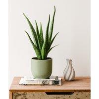 Aloe Vera House Plant in Elho Vibes Pot