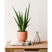 Aloe Vera House Plant in Ribbed Ceramic Pot