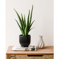Aloe Vera House Plant in Ribbed Ceramic Pot