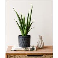 Aloe Vera House Plant in Capri Pot