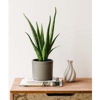 Aloe Vera House Plant in Capri Pot