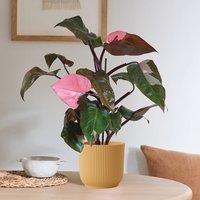 Philodendron Pink Princess in Elho Pot