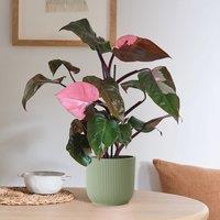 Philodendron Pink Princess in Elho Pot