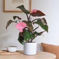 Philodendron Pink Princess in Capri Pot