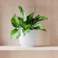 Marble Queen Pothos House Plant in Elho Pot