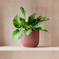 Marble Queen Pothos House Plant in Elho Pot