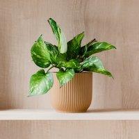 Marble Queen Pothos House Plant in Elho Pot