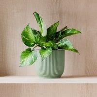 Marble Queen Pothos House Plant in Elho Pot