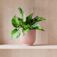 Marble Queen Pothos House Plant in Ribbed Ceramic Pot