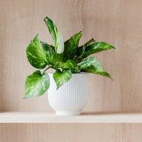 Marble Queen Pothos House Plant in Ribbed Ceramic Pot