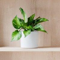 Marble Queen Pothos House Plant in Capri Pot