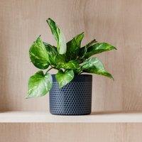 Marble Queen Pothos House Plant in Capri Pot