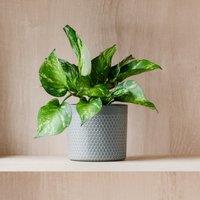 Marble Queen Pothos House Plant in Capri Pot