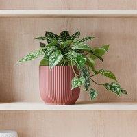 Trailing Satin Pothos House Plant in Elho Pot
