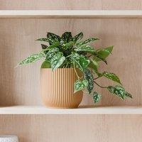 Trailing Satin Pothos House Plant in Elho Pot