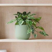 Trailing Satin Pothos House Plant in Elho Pot
