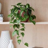 Trailing Philodendron Scandens House Plant in Elho Pot