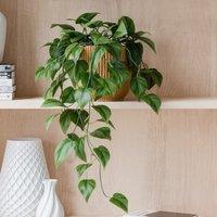 Trailing Philodendron Scandens House Plant in Elho Pot
