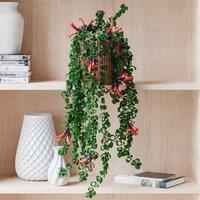 Trailing Aeschynanthus Rasta House Plant in Elho Pot